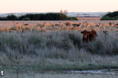 Doñana – Cow and fallow deer at sunset