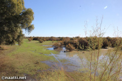 Doñana – Bird lake Charco de la Boca in El Rocío