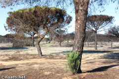 Doñana – Stone pine forest after fire
