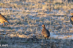 Doñana – Red-legged partridges