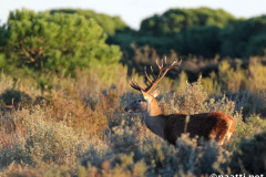 Doñana – Red deer stag