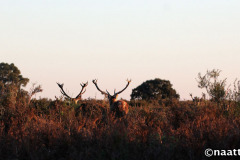 Doñana – Red deer at sunset