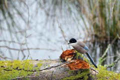 Doñana – Azure-winged magpie