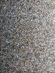Coriander seeds - Korianterin siemenet