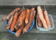 Big carrots - Isot porkkanat