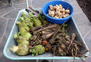 Harvesting tubers – Mukulakasvien sadonkorjuu