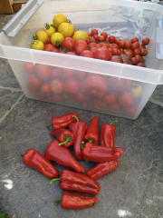 Tomatoes and sweet peppers - Tomaatit ja vihannespaprikat