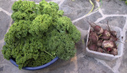 Kale and beets - Lehtikaalia ja punajuuria