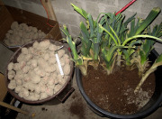 Potatoes and leeks in root cellar - Perunat ja purjot kellarissa