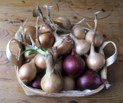 Red and yellow onions - Puna- ja keltasipulit