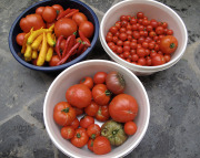 Tomatoes and chilis - Tomaatit ja chilit