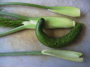Fennel and cucumber - Fenkoli ja kurkku