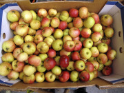 Apples - Omenat