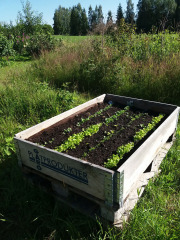 Lettuce in cultivation box - Salaattia viljelylaatikossa