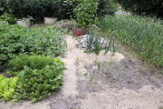Sandy soil garden - Hiekkaviljely