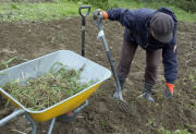 Removing weed roots - Rikkaruohon juuret pois maasta
