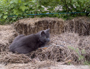 Cat guarding mulch - Kissa vahtii kateolkia