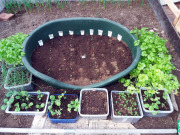 Vegetable seedlings in greenhouse - Vihannesten taimia kasvihuoneessa
