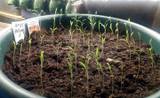 Baby carrot seedlings - Kesäporkkanan taimet