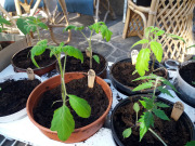 Tomato seedlings - Tomaatin taimia