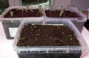 Seleriac seedlings - Juurisellerin taimet
