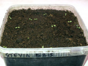 Stevia seedlings - Stevian taimet