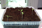 Tomato seedlings - Tomaatin taimet