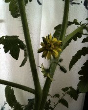 Early tomato flower - Tomaatti ja ensi kukka