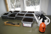 First seedlings of season - Kauden ekat taimet
