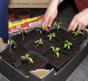 Repotting tomato seedlings - Tomaatintaimien koulinta