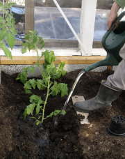 Planting tomato seedlings - Tomaatin taimien istutus