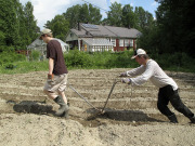 Manual plow on potato patch - Akka-aura perunamaalla