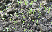 Green manure sprouting - Viherlannoituskasvusto itää