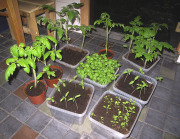 Seedlings - Taimia