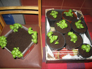 Basil seedlings - Basilikan taimet