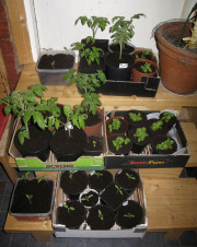 Tomato and basil seedlings - Tomaatin ja basilikan taimet