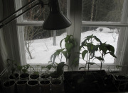 Pepper seedlings - Paprikan taimet