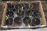 Lettuce seedlings - Salaatin taimet