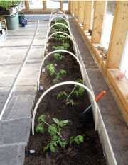 Frost shelter frame for tomatoes - Hallasuojateline tomaateille