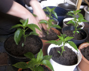 Repotting pepper plants - Paprikan taimien koulinta