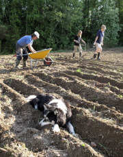 Planting potatoes - perunanistutus