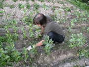 Weeding fava bean rows - Rikkaruohojen kitkeminen