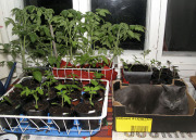 Cat and tomato seedlings - Kissa ja tomaatin taimet