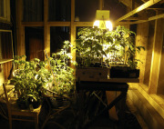 Light for seedlings - Lisävaloa taimille