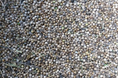 Coriander seeds - Korianterin siemenet