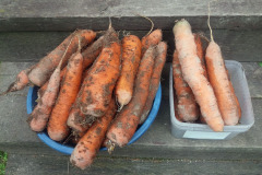 Big carrots - Isot porkkanat