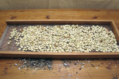 Sieved dry fava beans - Seulotut kuivat härkäpavut