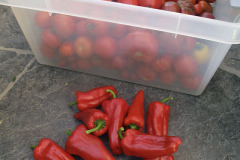 Tomatoes and sweet peppers - Tomaatit ja vihannespaprikat