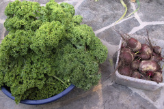 Kale and beets - Lehtikaalia ja punajuuria