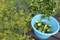 Cucumbers dill parsley - Kurkku tilli persilja